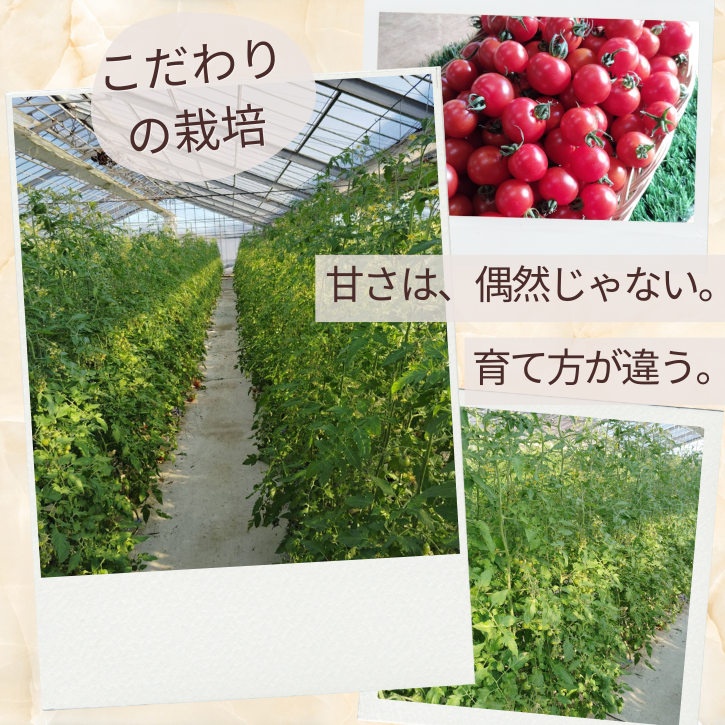 甘さは偶然じゃないほれ丸